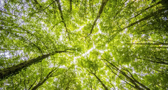 Worms Eyeview Of Green Trees 957024